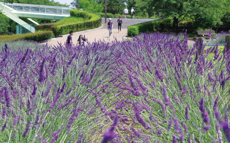 荒子川公園の写真