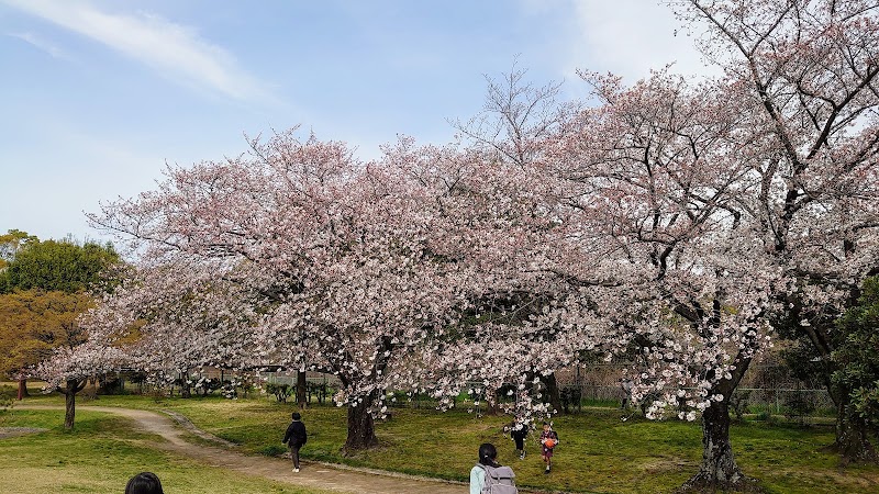 朝宮公園の写真