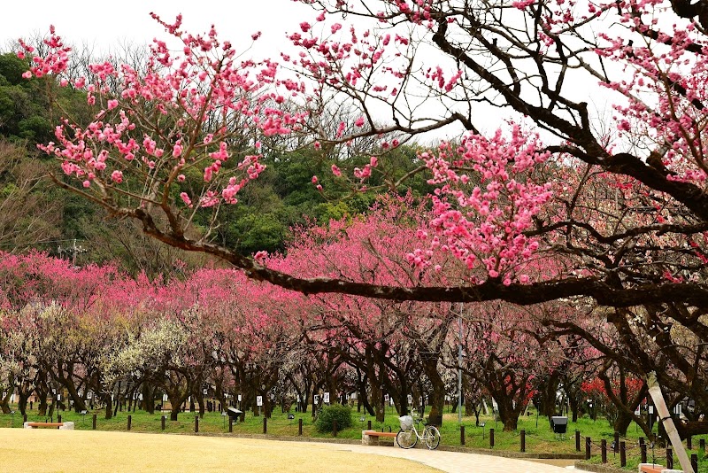梅林公園の写真