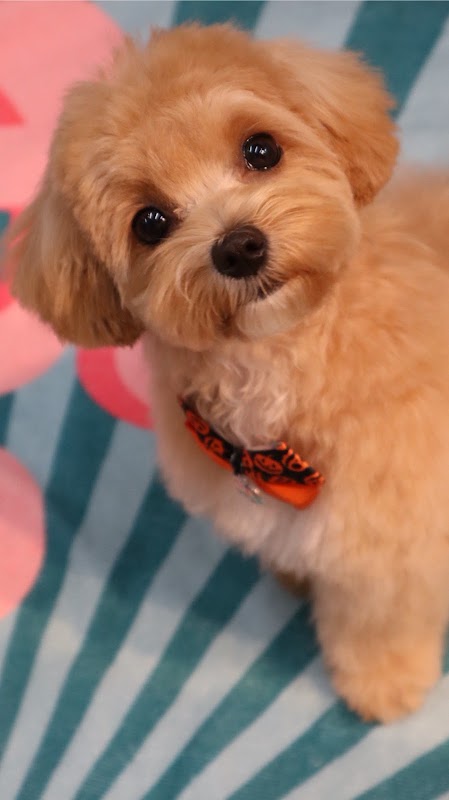 GoodDog（グッドドッグ）の写真
