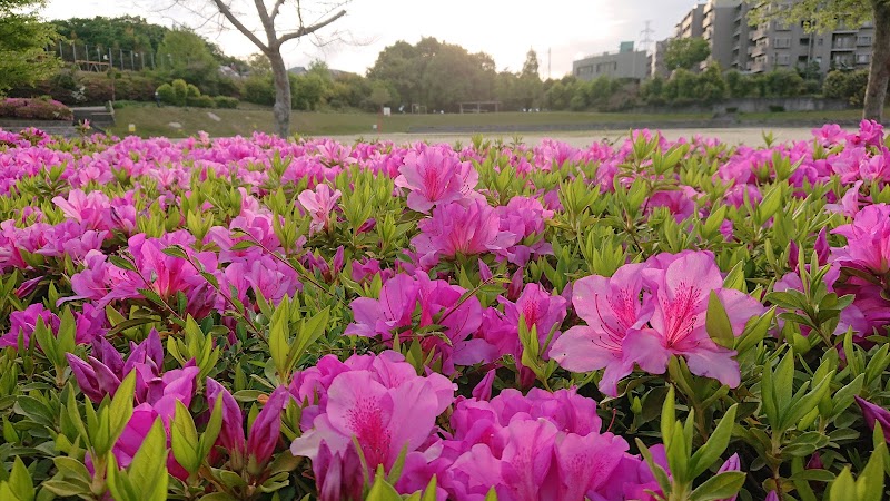 株山中央公園の写真