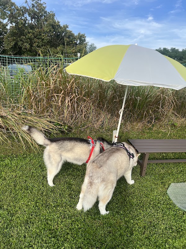 ドッグランきそがわの写真
