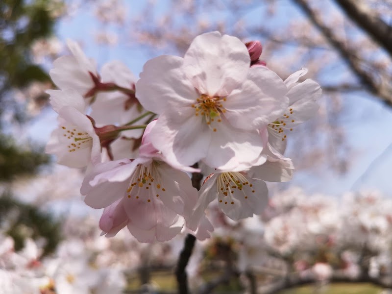 幸田中央公園の写真