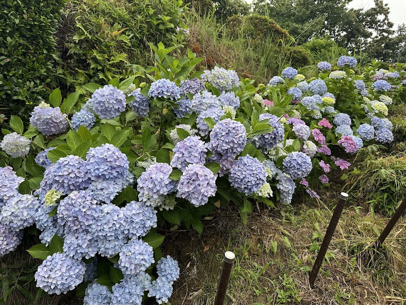 真菰池親水公園の写真