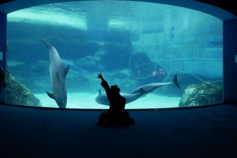 名古屋港水族館の写真