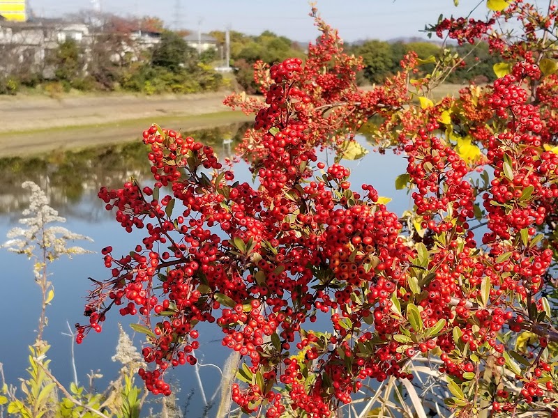 大池緑地の写真