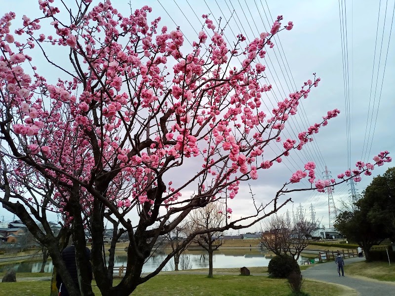 大蔵池公園の写真