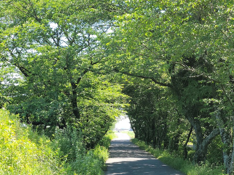 水郷の森の写真